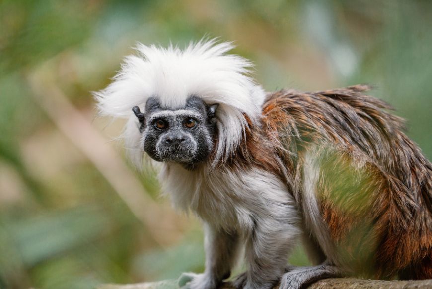 a cotton-top tamarin